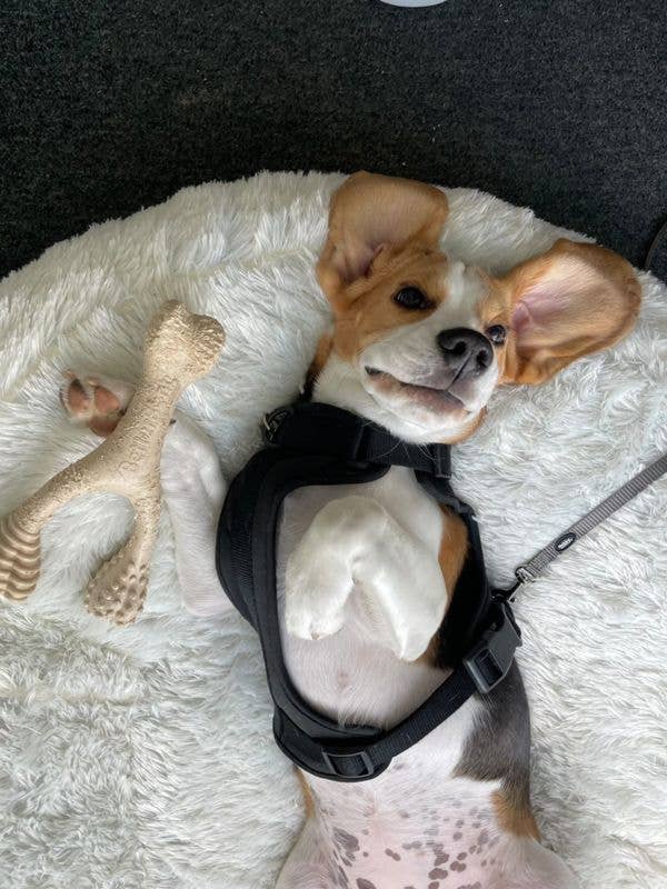 BetterBone Tough