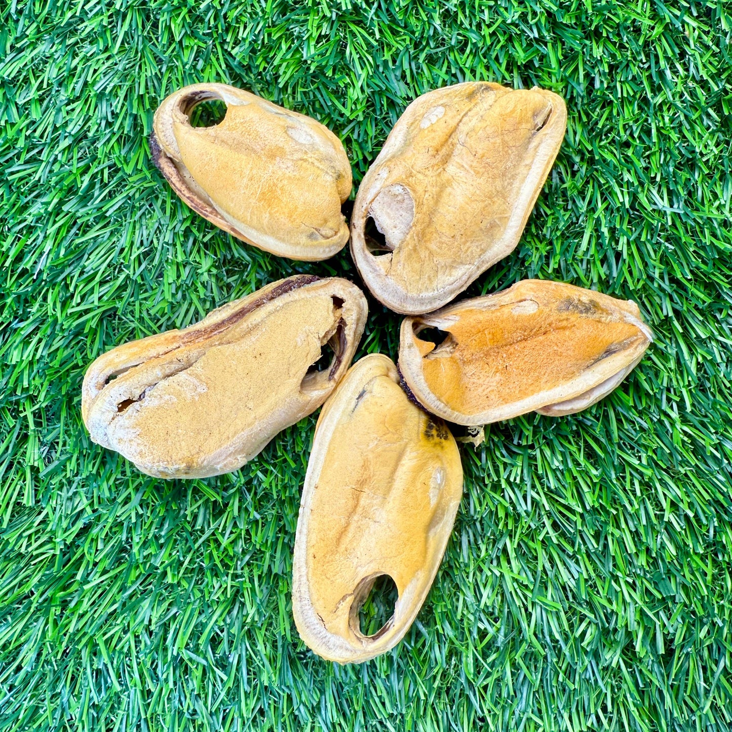 New Zealand Green-Lipped Mussel