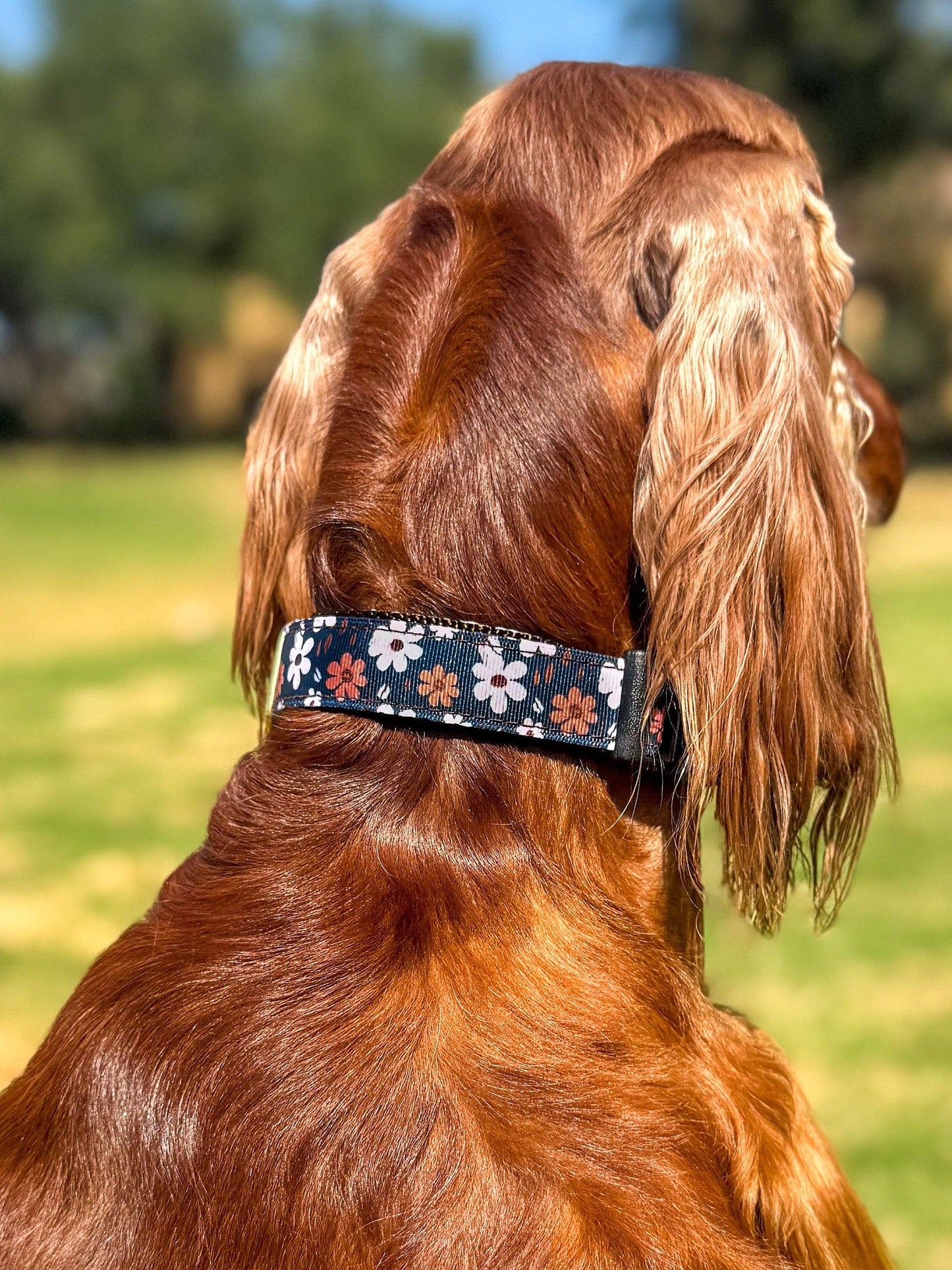 Autumn Meadow Dog Collar