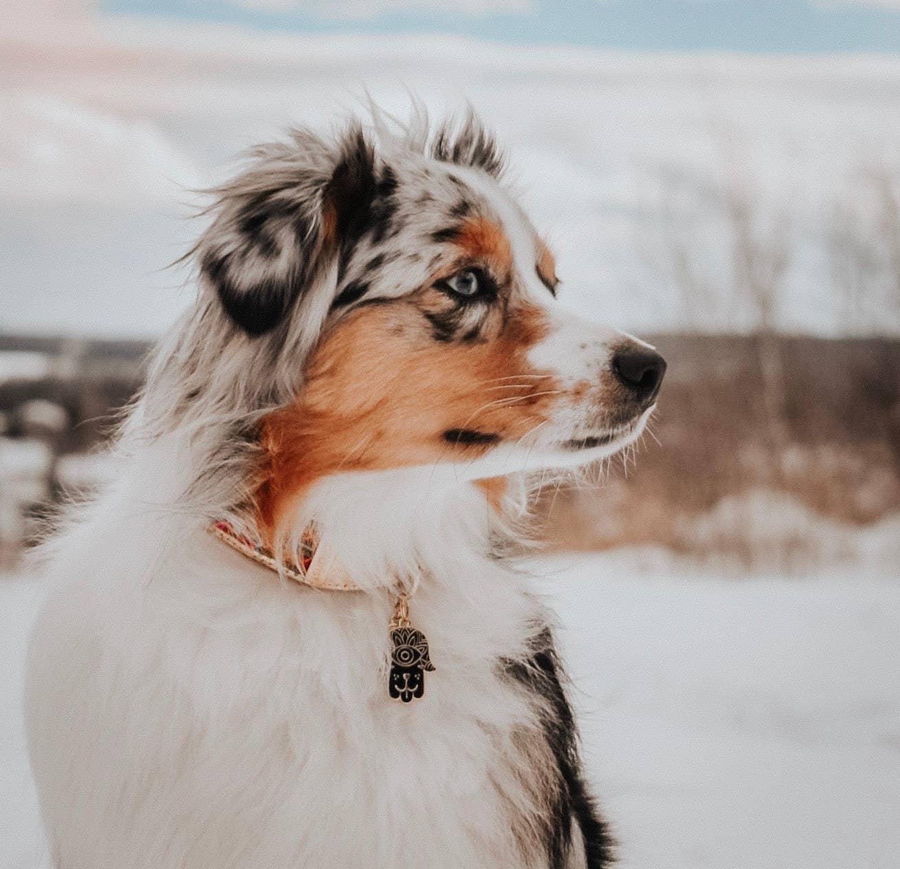 Hamsa Pet ID Tag: Black & Gold