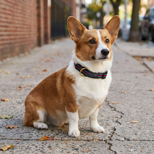 Rugby Dog Collar