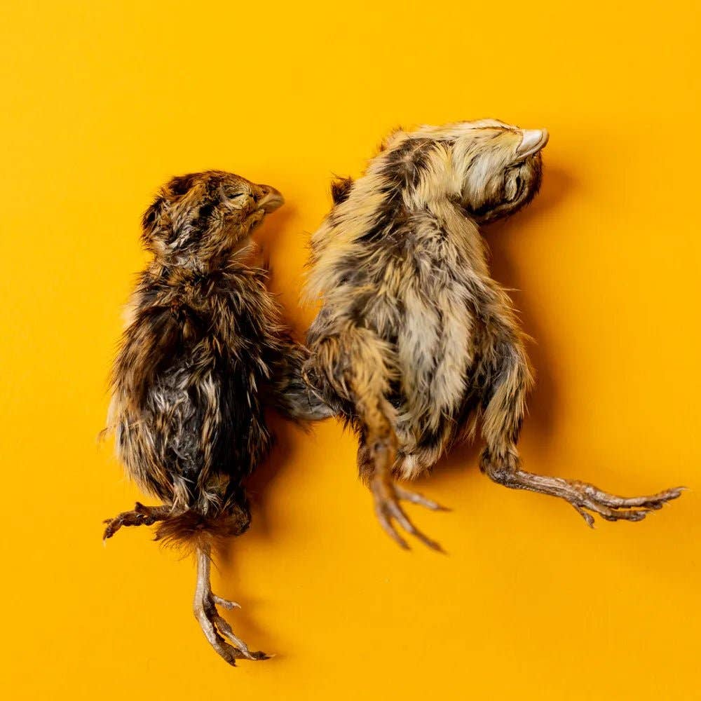 Bag of 5 Quail Hatchlings - Freeze-Dried Dog & Cat Treat