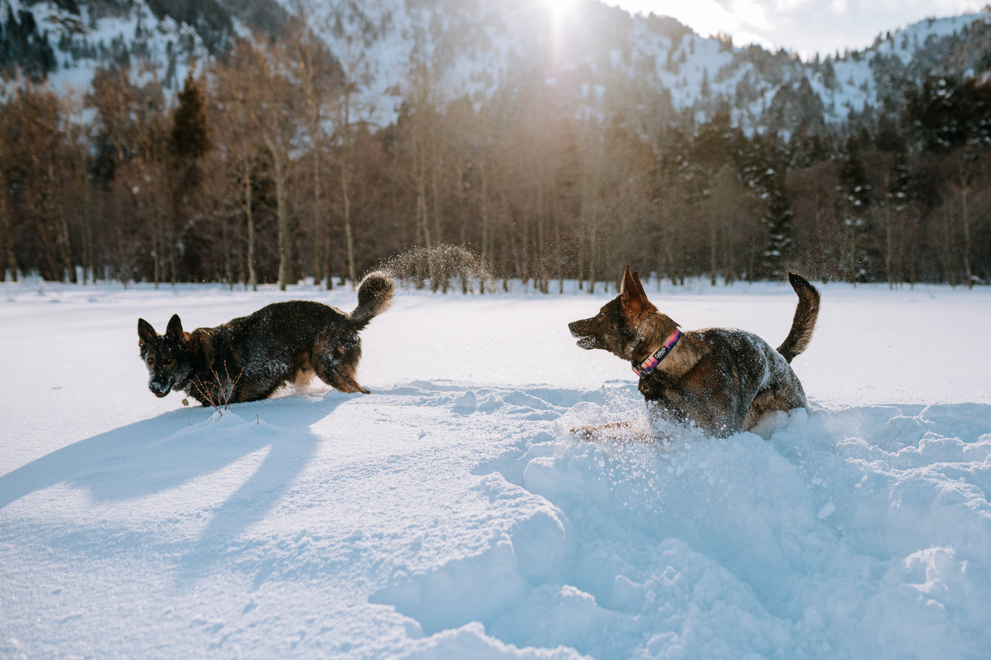 Mountain Sunrise Dog Collar