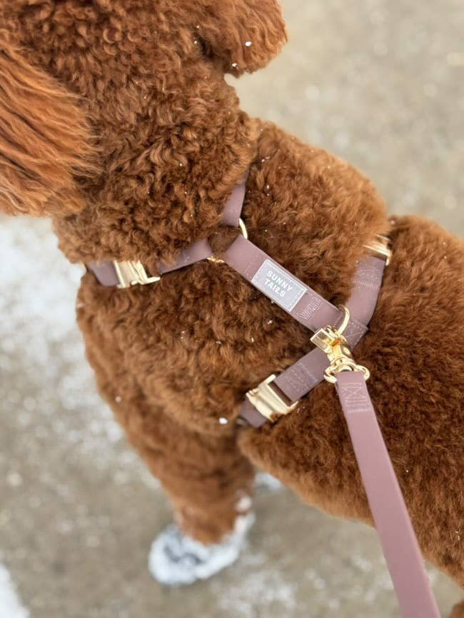 Espresso Brown Cloud Lite Dog Harness