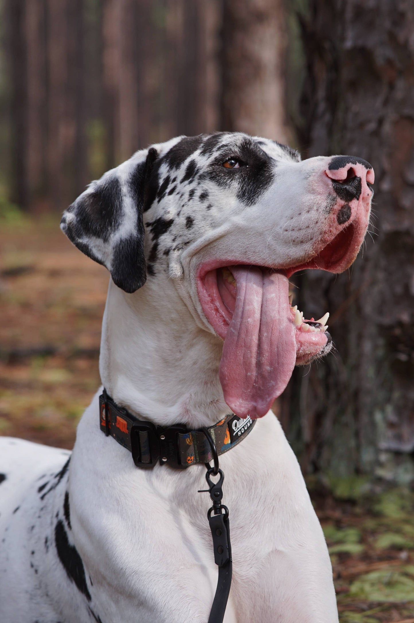 Enchanted Forest Dog Collar
