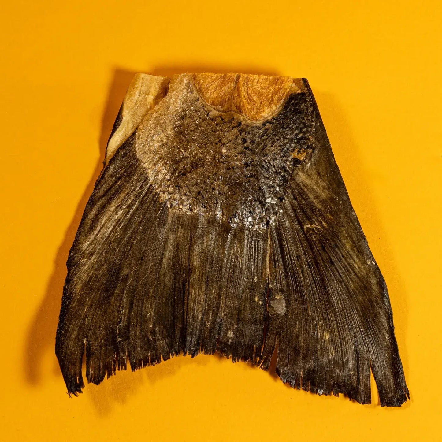 Salmon Tails - Freeze-Dried Treat/Chew for Dogs