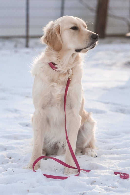 Mulberry Burgundy Waterproof Cloud Dog Leash