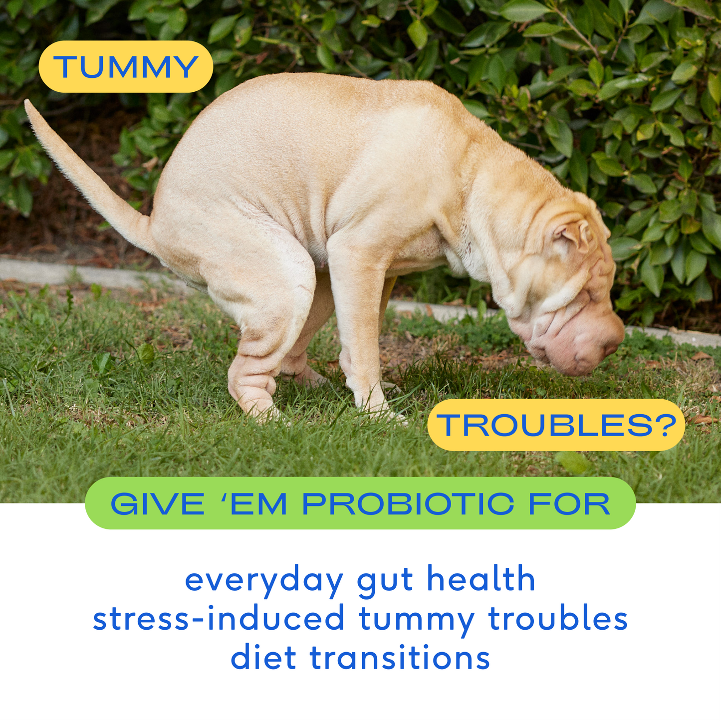 Probiotic Powder