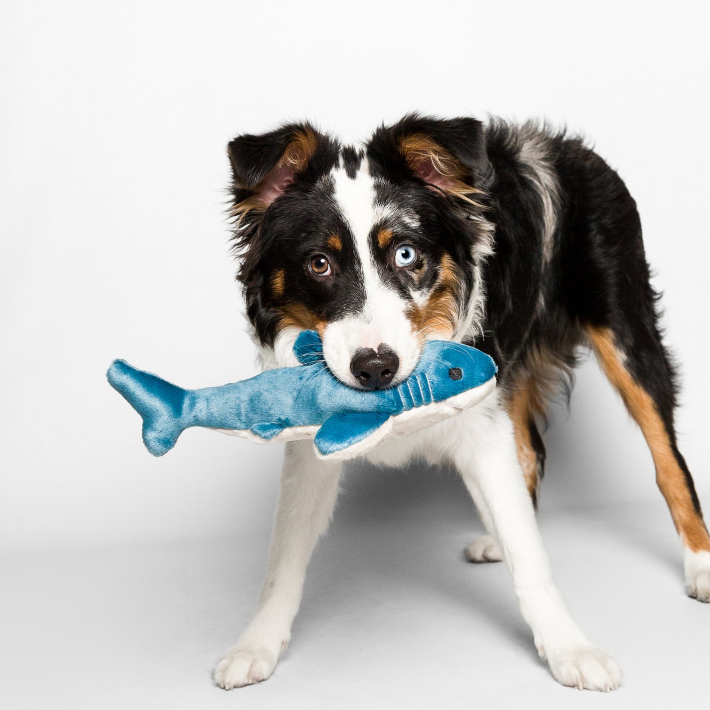 Fluff & Tuff: Tank Shark