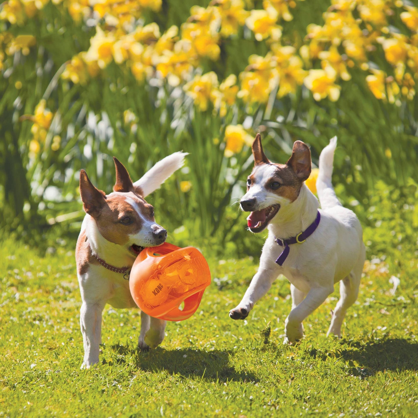 KONG® Jumbler™ Ball (Assorted)