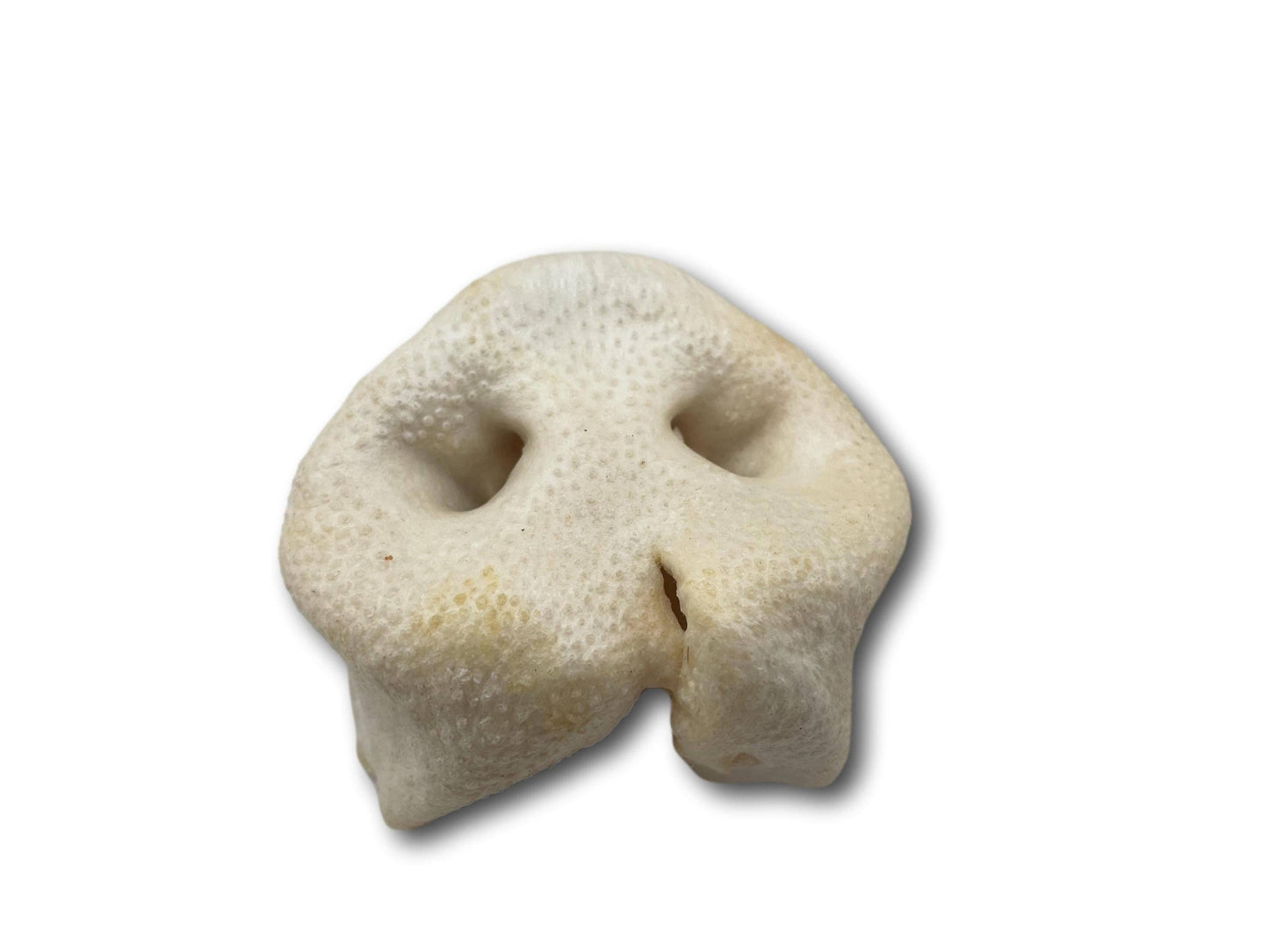 Pig Snout