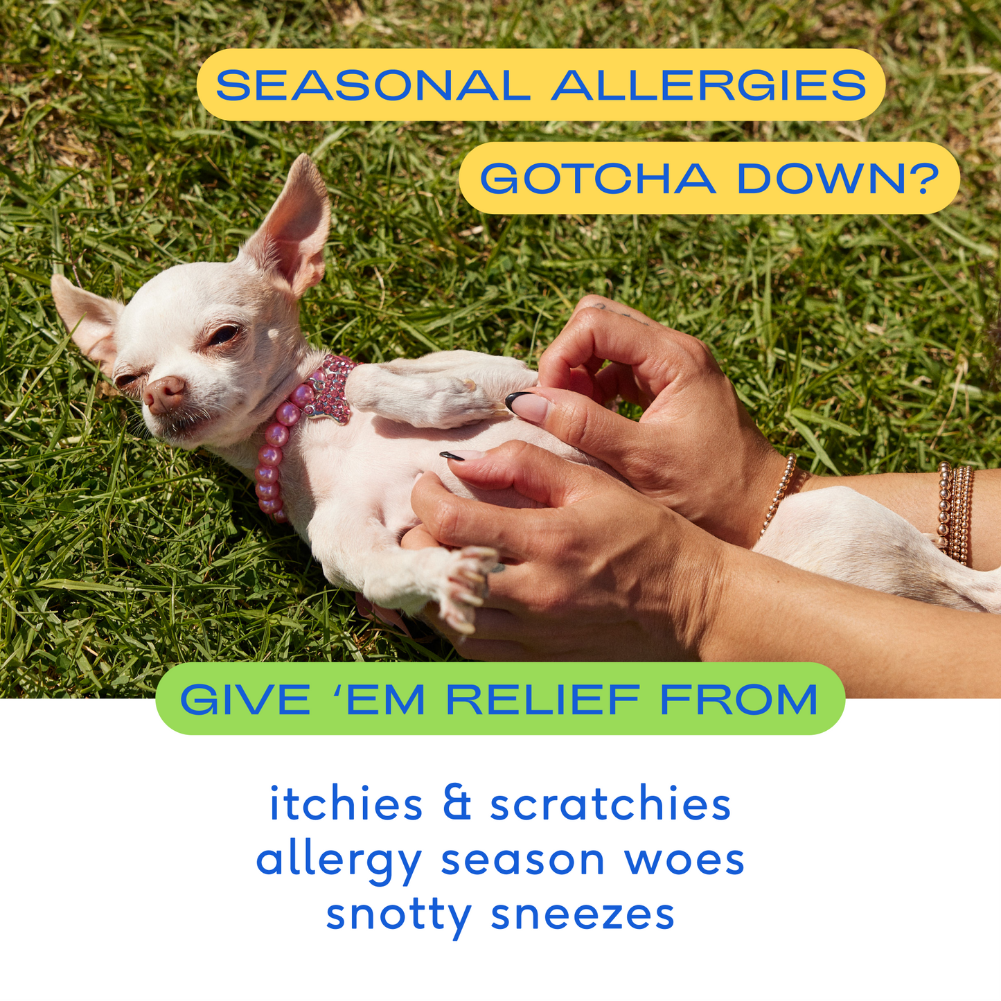 Allergy Chews