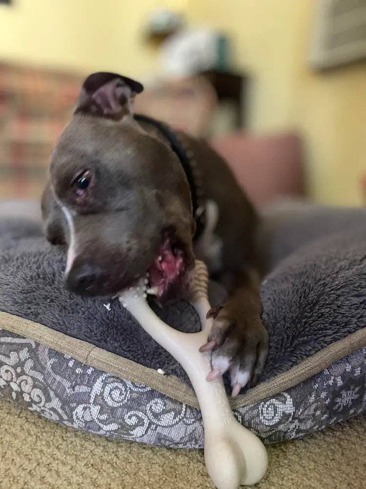 BetterBone Tough