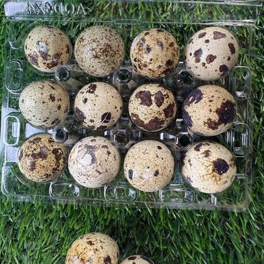 Dozen Quail Eggs - Freeze Dried