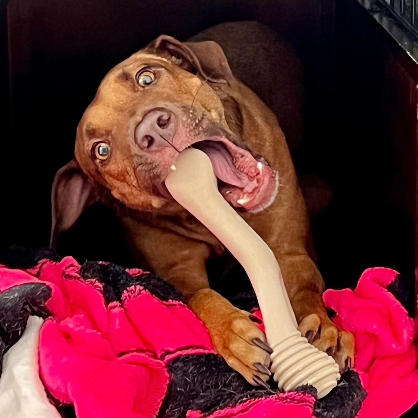 BetterBone Tough