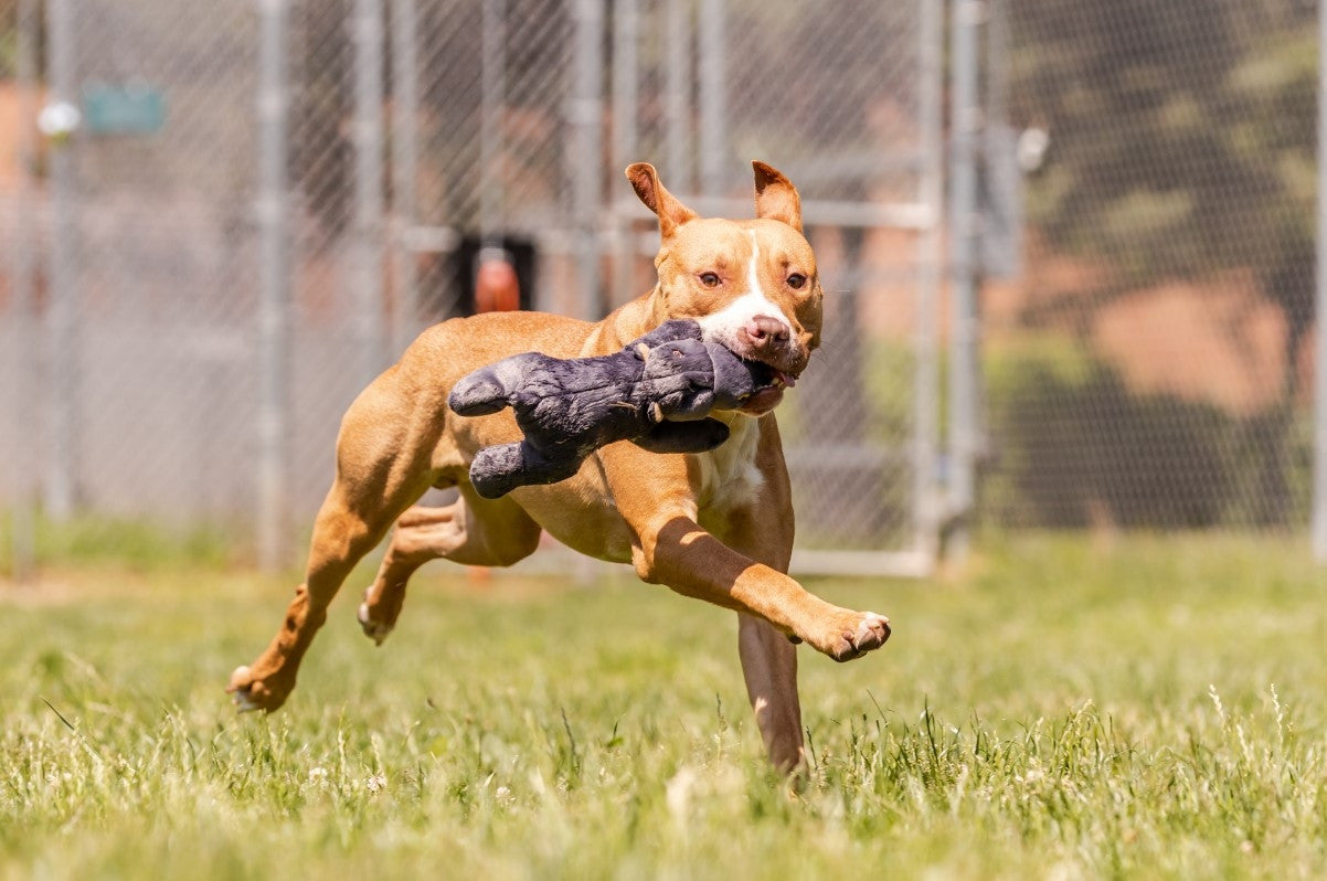 Fluff & Tuff: Helga Hippo