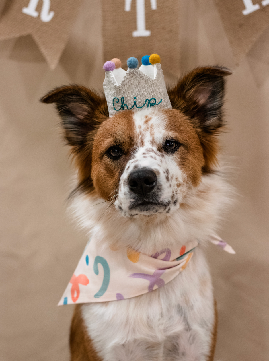 Party Animal