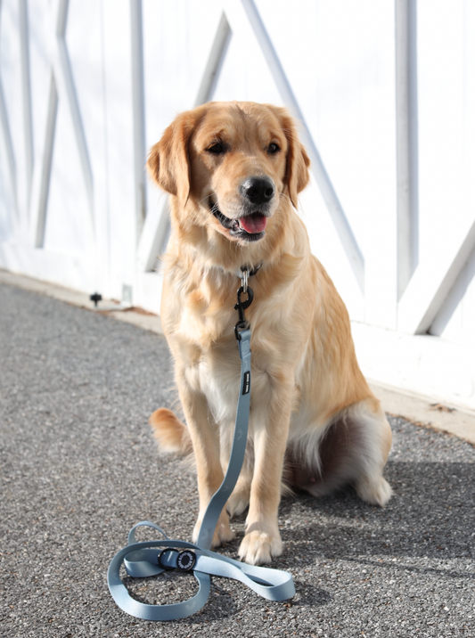 Blue Fabric Leash