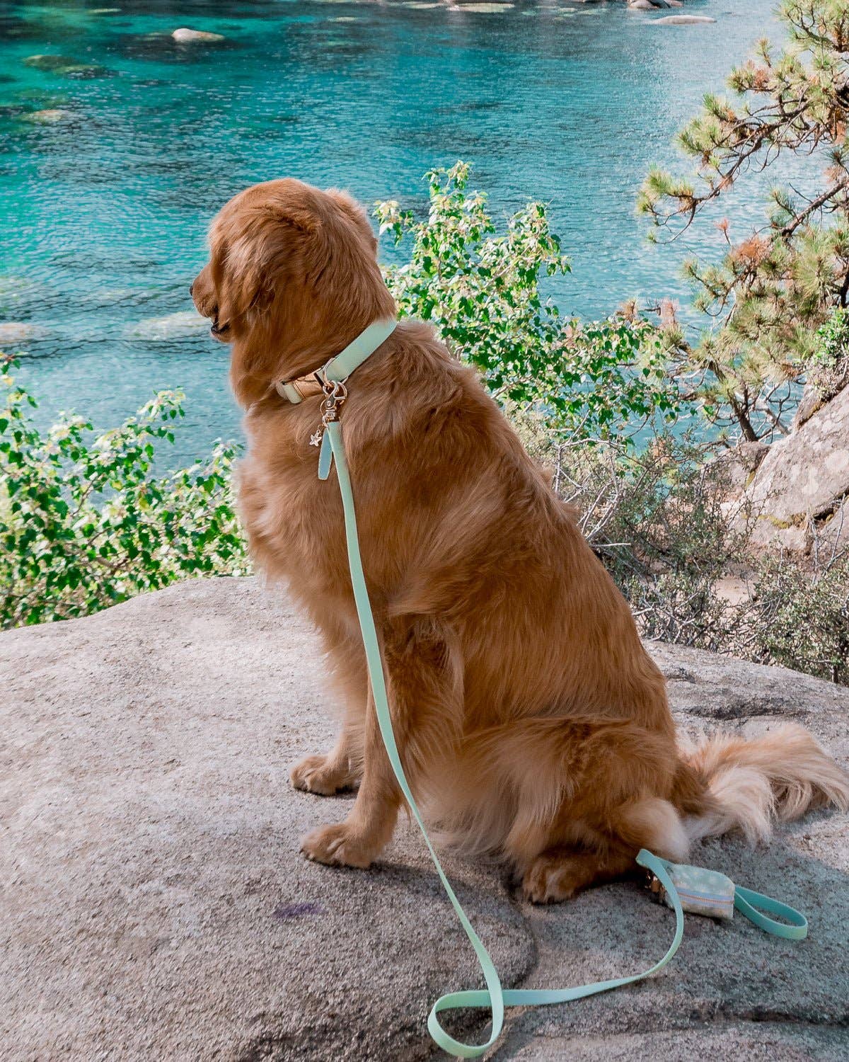 Pistachio Green Waterproof Cloud Dog Leash