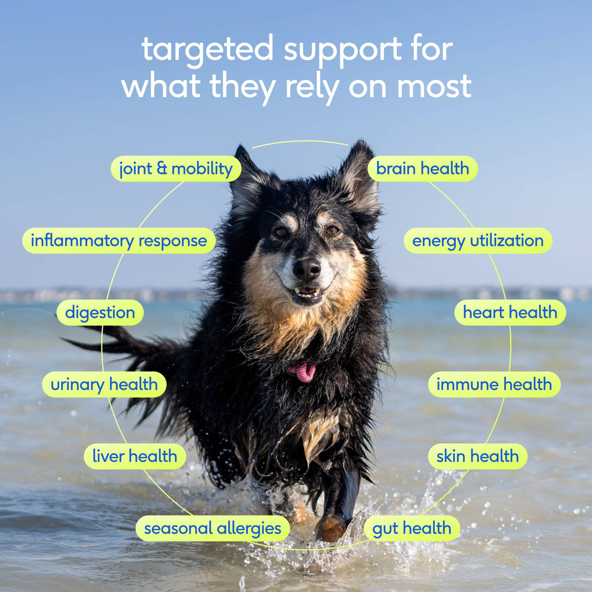 Senior Daily 12-in-1 Multivitamin Powder Supplement for Dogs