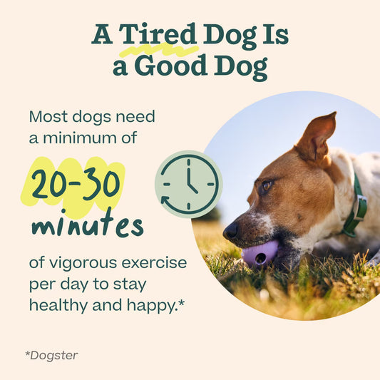 Walkabout Puzzle Toy