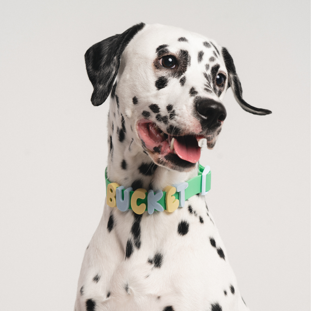 Waterproof & Adjustable Dog Collar (Mixed 5 Pack)