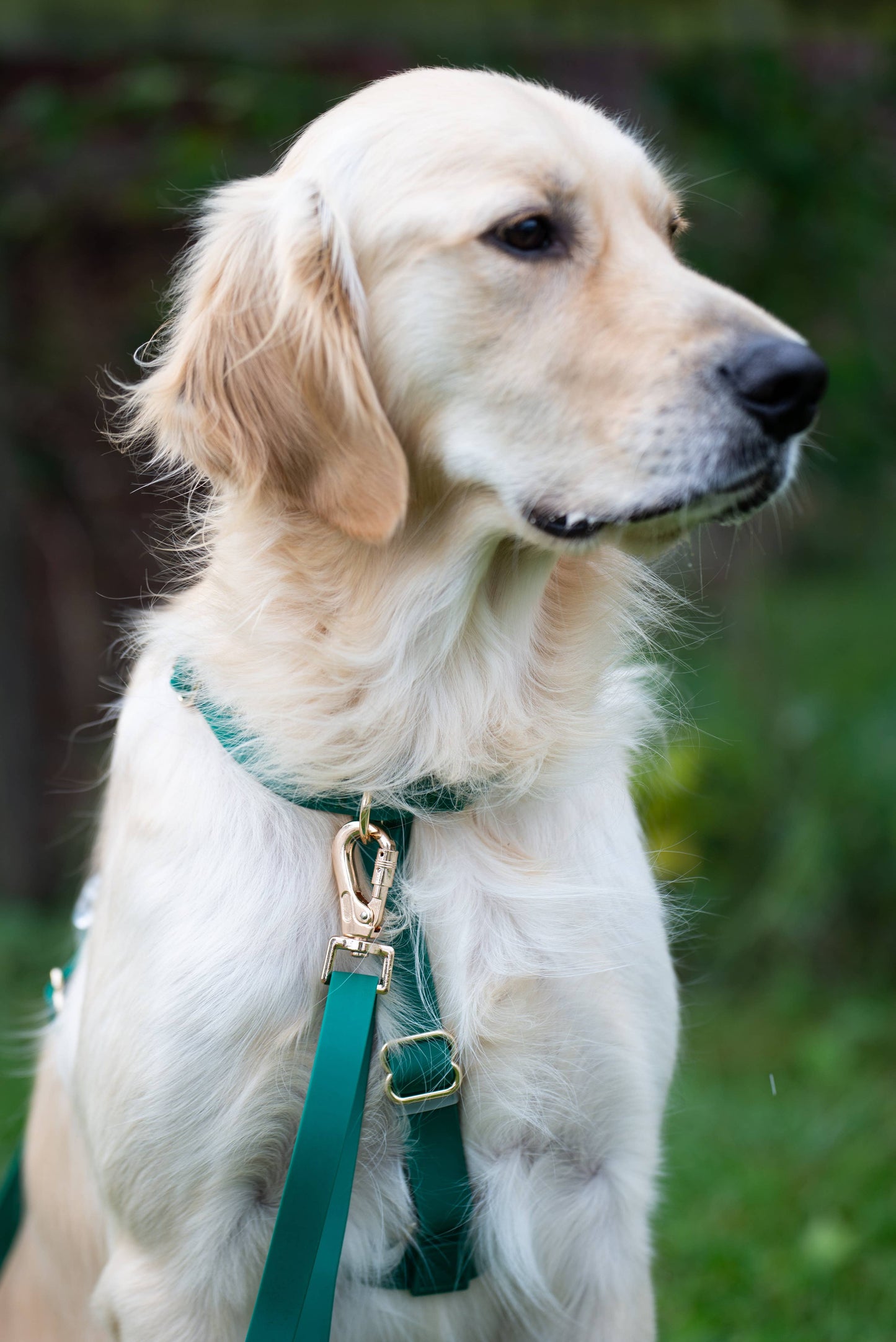 Meadow Green Cloud Lite Dog Harness