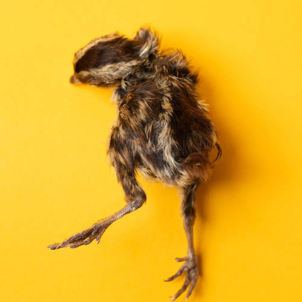 Bag of 5 Quail Hatchlings - Freeze-Dried Dog & Cat Treat