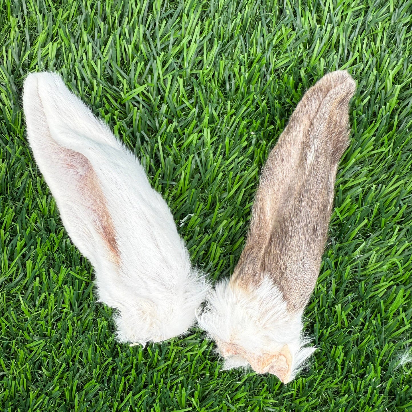 Rabbit Ears - Bag of 8