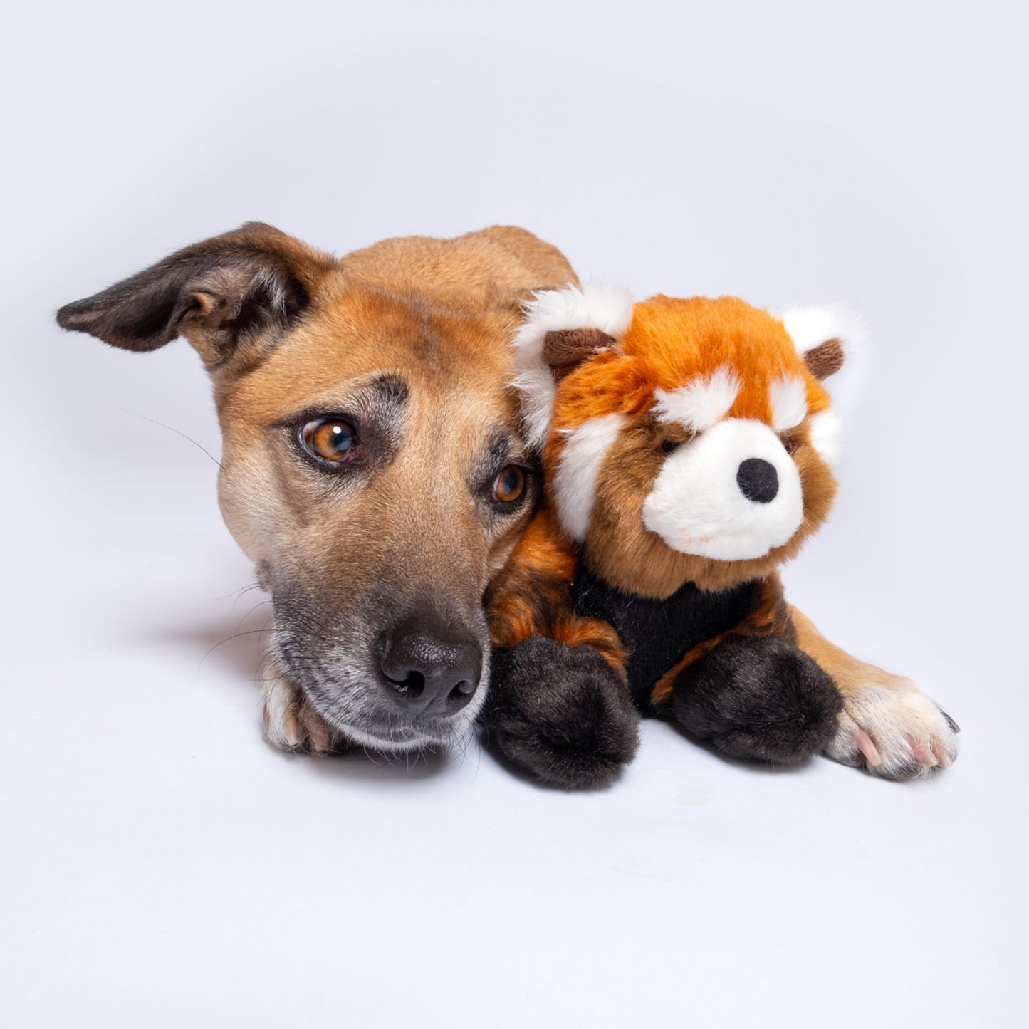 Fluff & Tuff: Archie Red Panda