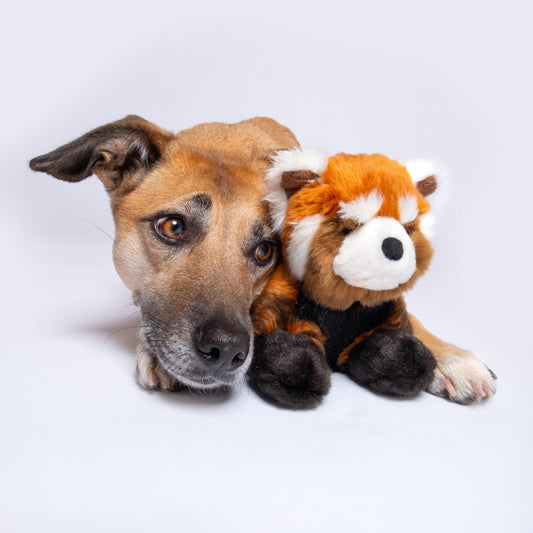 Fluff & Tuff: Archie Red Panda