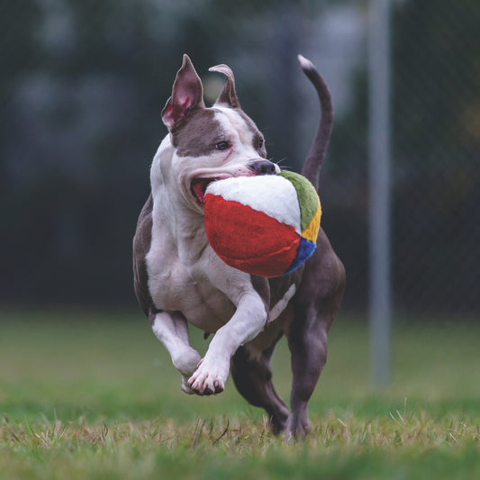 Fluff & Tuff: Beach Ball