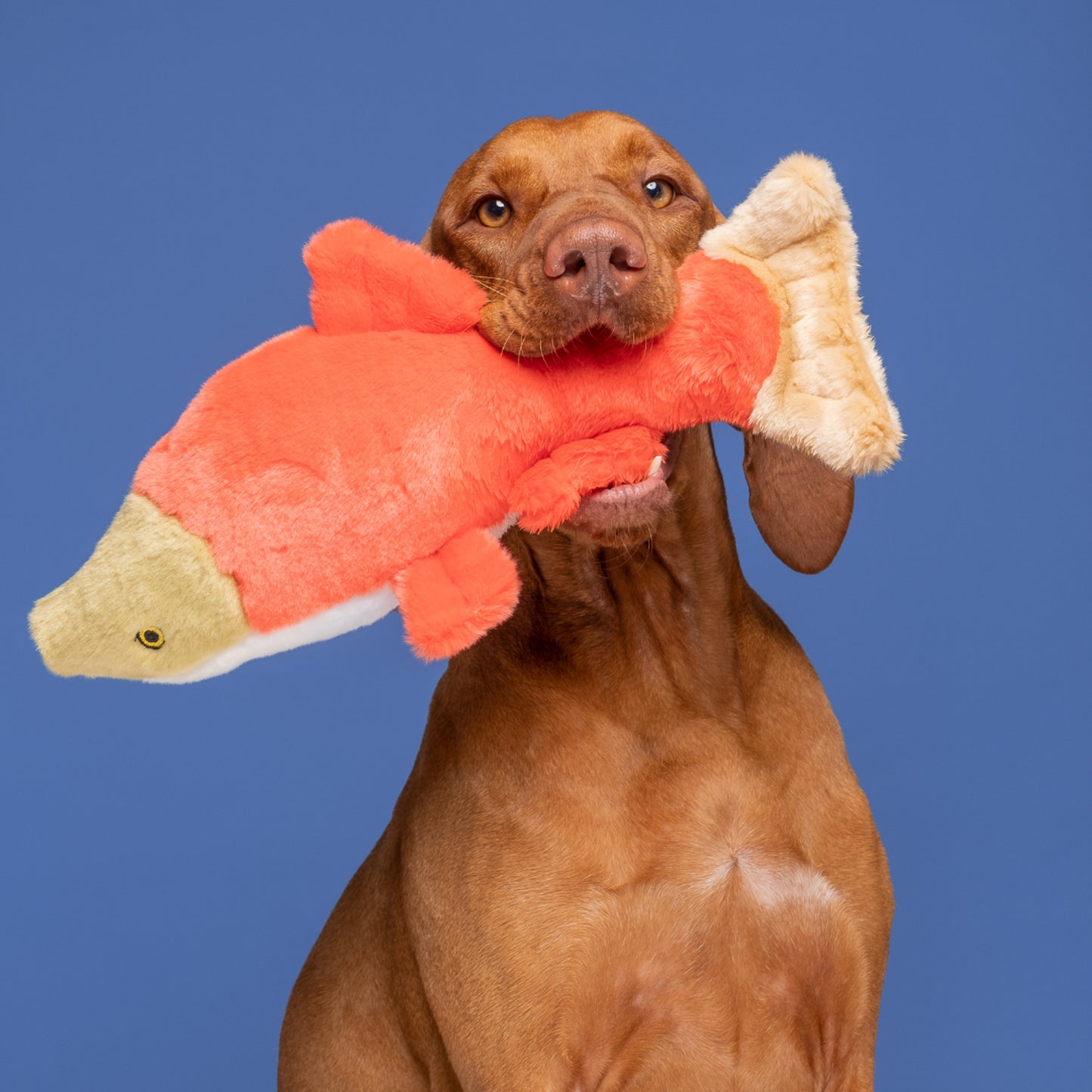 Fluff & Tuff: Cedar Salmon