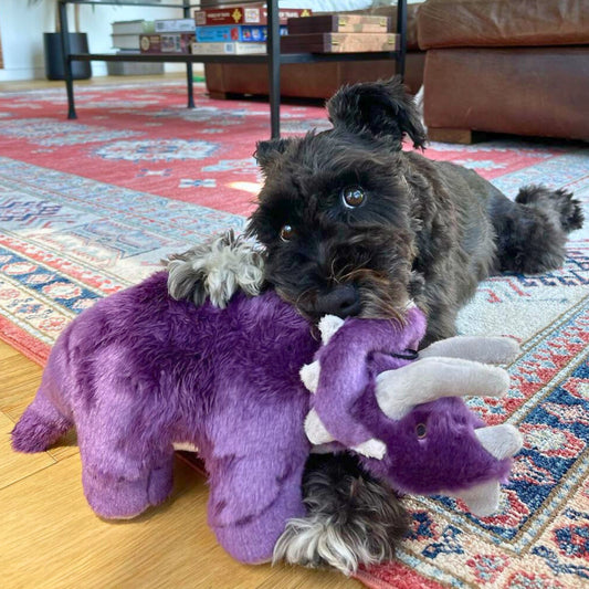 Fluff & Tuff: Charlie Triceratops