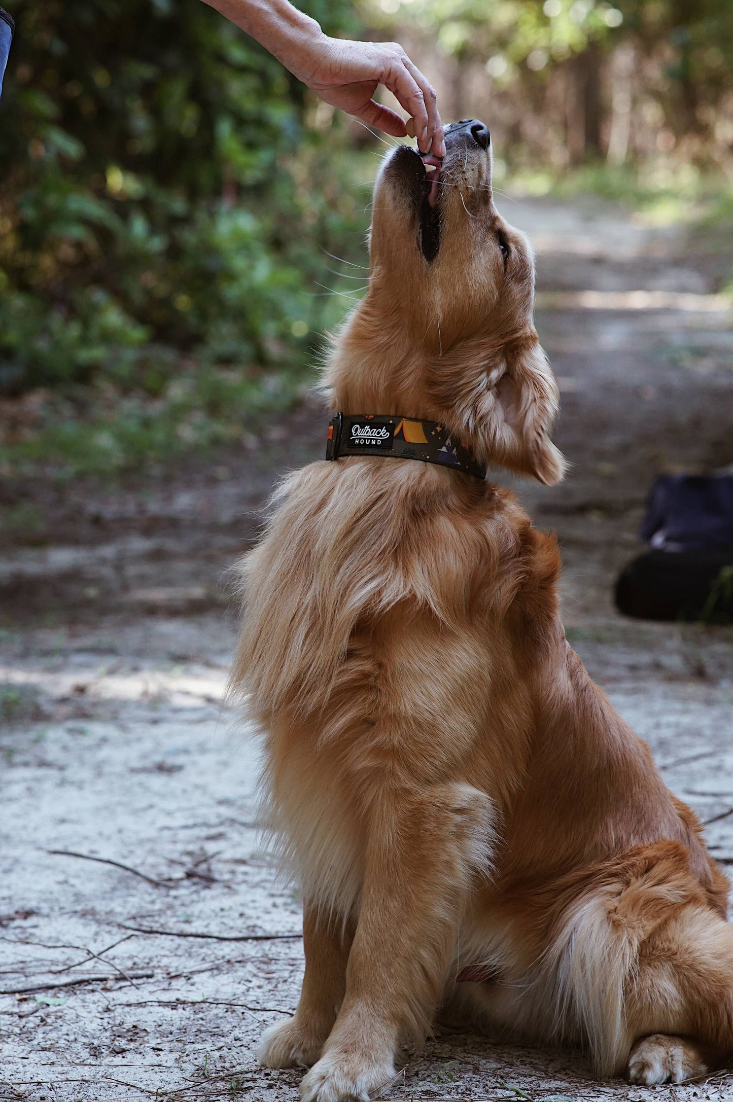 Enchanted Forest Dog Collar