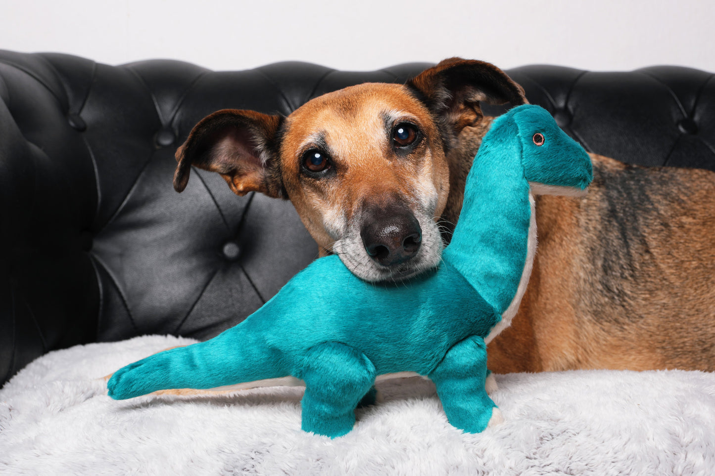 Fluff & Tuff: Ross Brachiosaurus