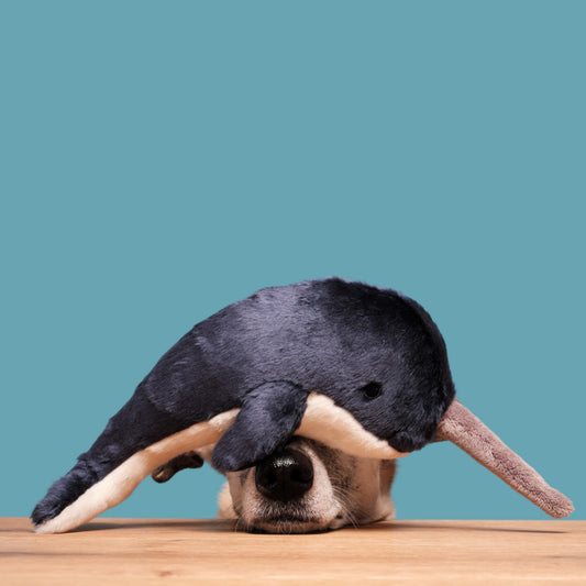 Fluff & Tuff: Bleu Narwhal