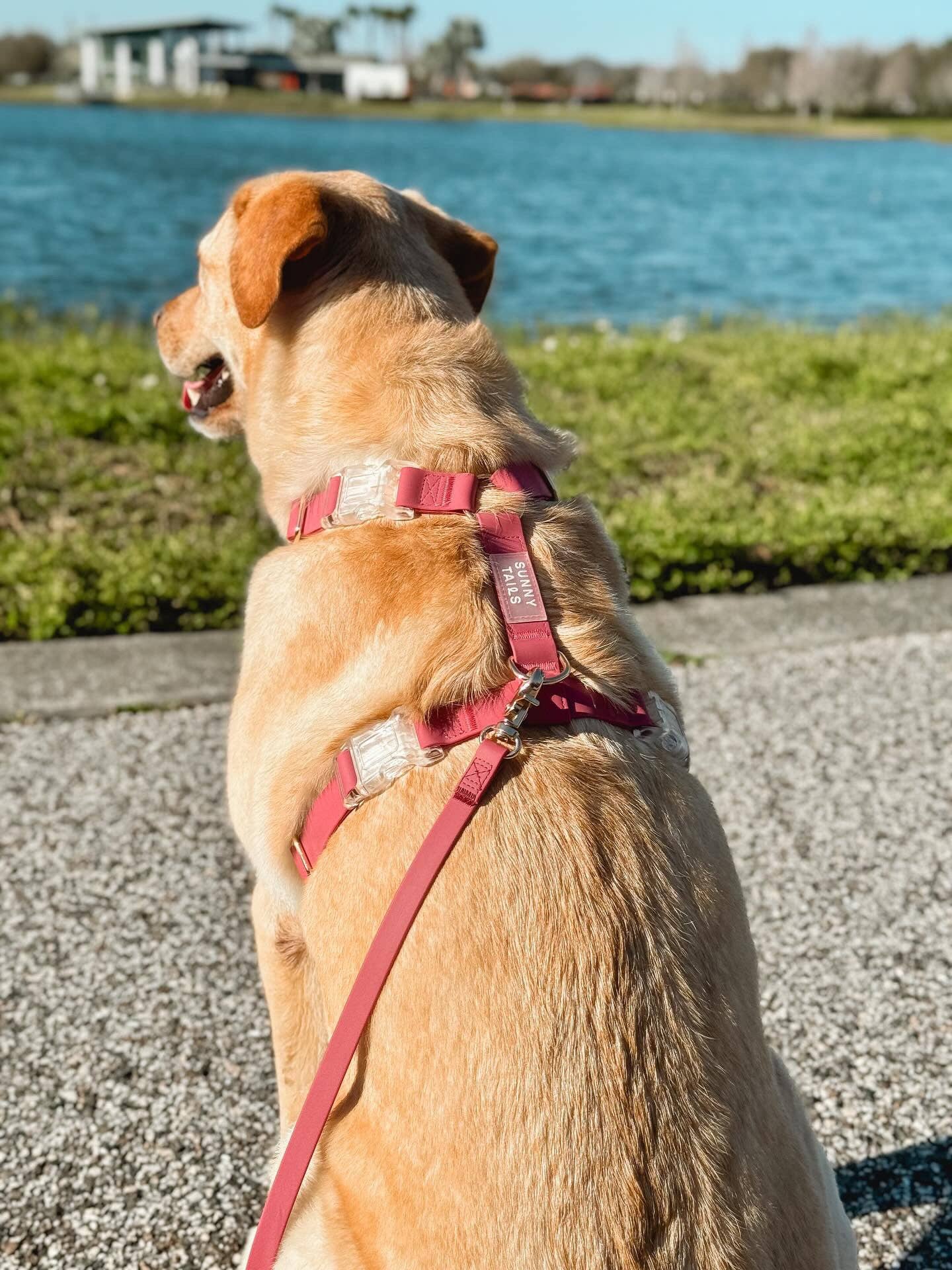 Mulberry Burgundy Cloud Lite Dog Harness