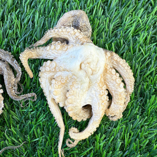 Baby Octopus FD