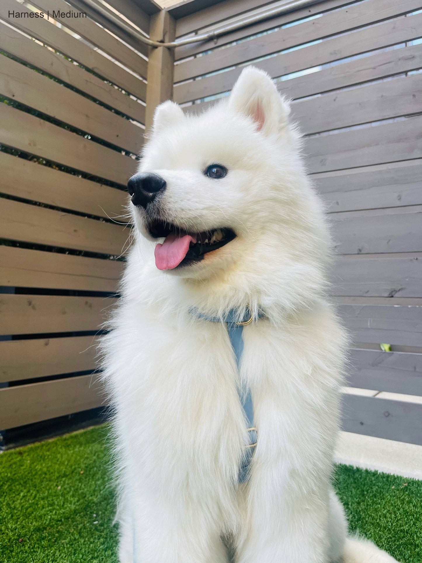 Malibu Blue Cloud Lite Dog Harness