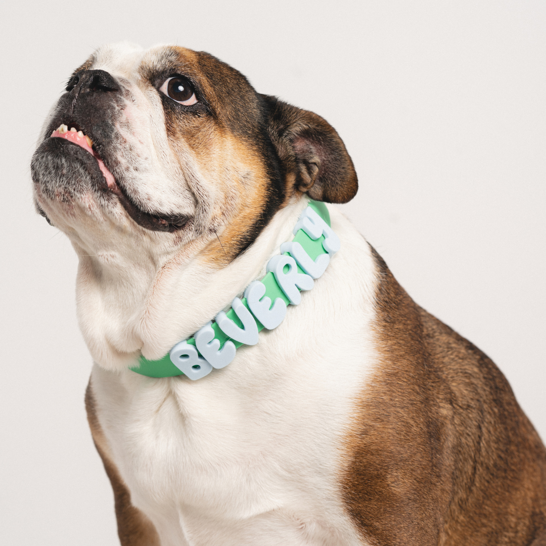 Waterproof & Adjustable Dog Collar (Mixed 5 Pack)