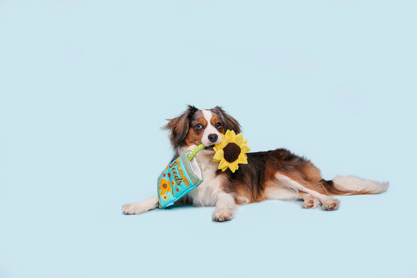 Sunflower Seeds Rope Toy