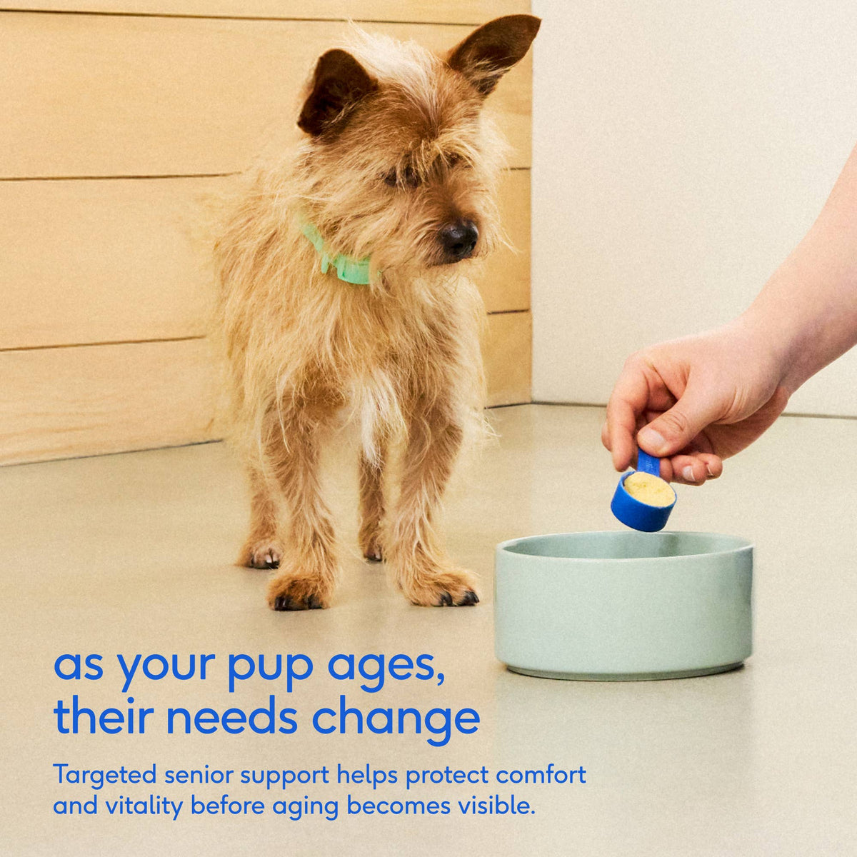 Senior Daily 12-in-1 Multivitamin Powder Supplement for Dogs
