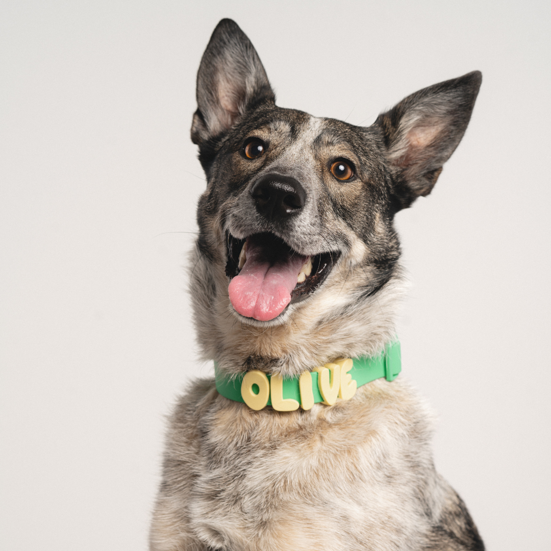 Waterproof & Adjustable Dog Collar (Mixed 5 Pack)