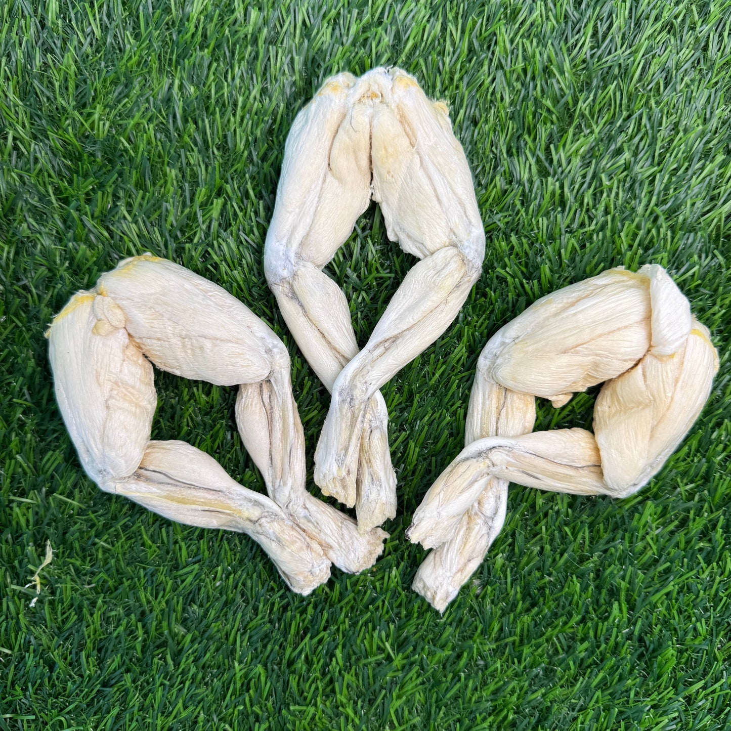 Frog Leg - Bag of 4
