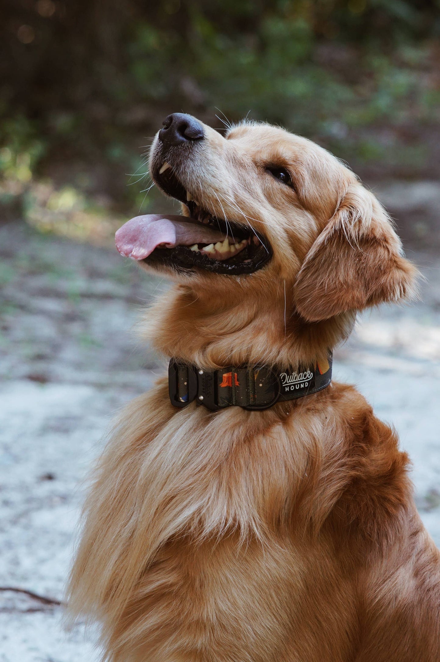 Enchanted Forest Dog Collar