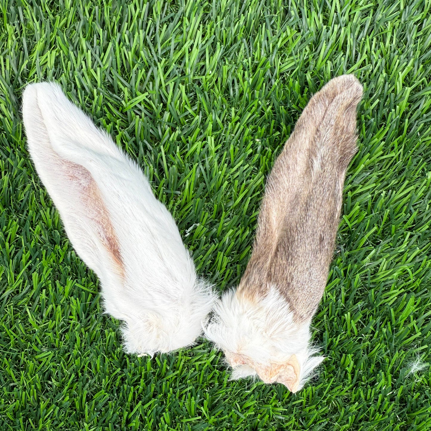 Rabbit Ears - Bag of 8