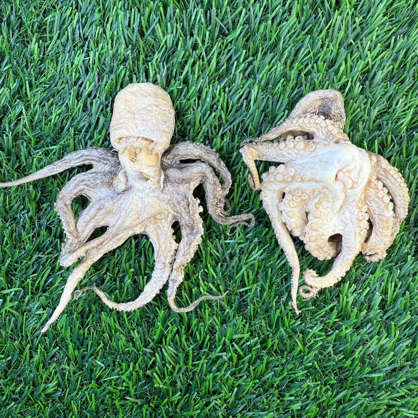 Baby Octopus FD