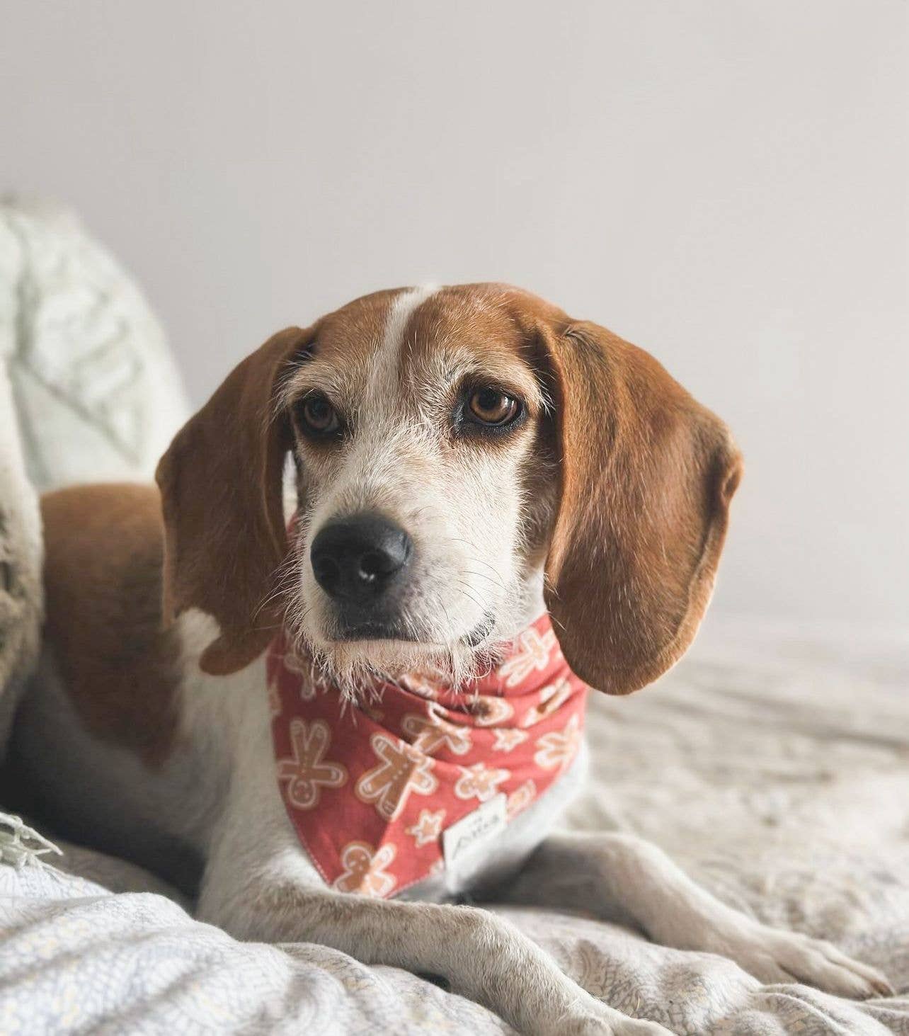 Red Gingerbread Bandana