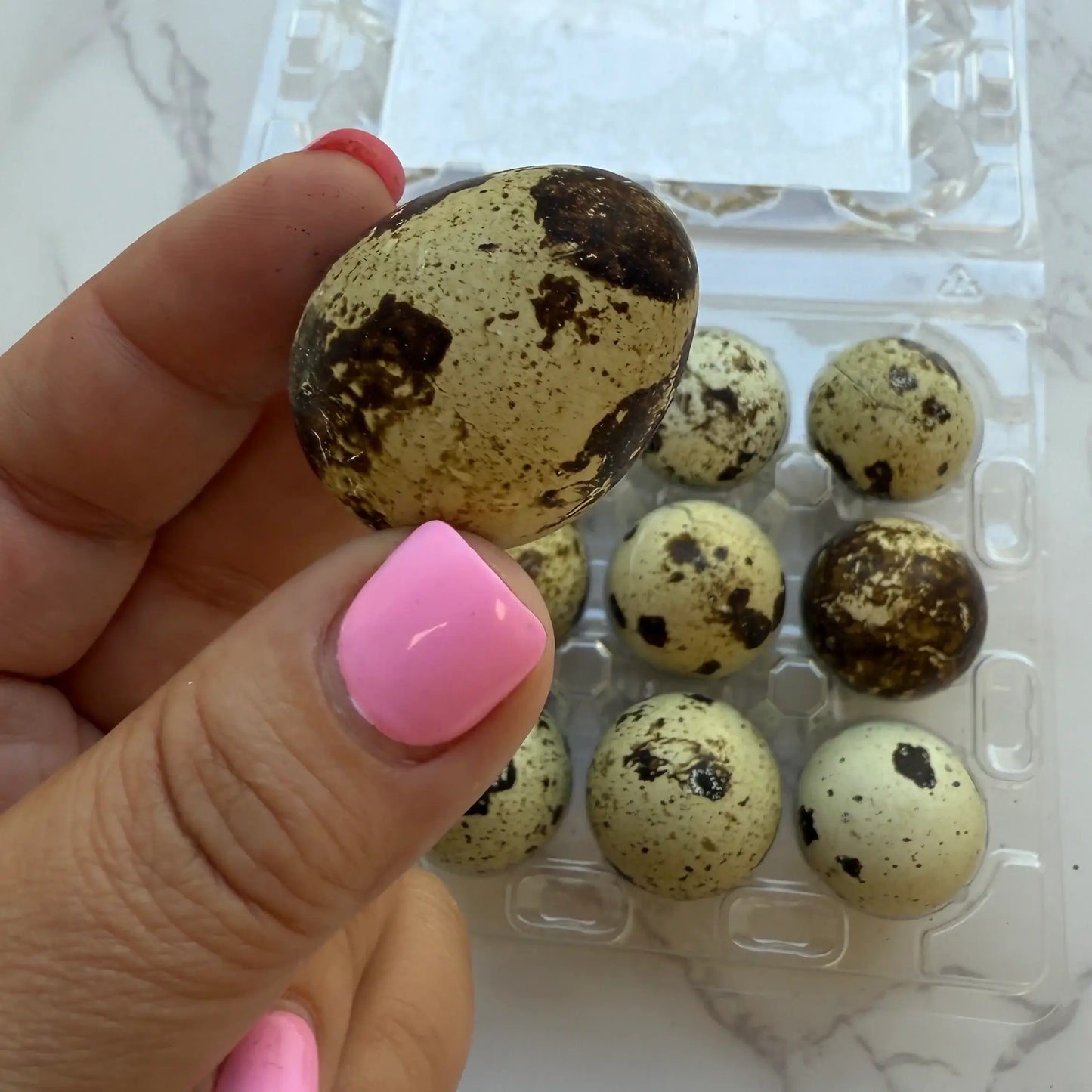 Dozen Quail Eggs - Freeze Dried